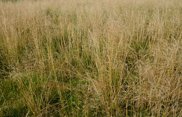 wheat field in summer