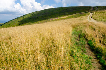 Obraz premium wheat field and blue sky