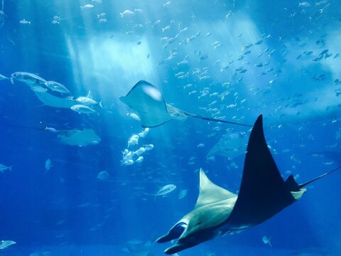 Underwater shot of manta ray fish
