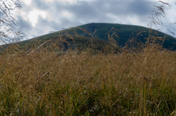 grass in the mountains