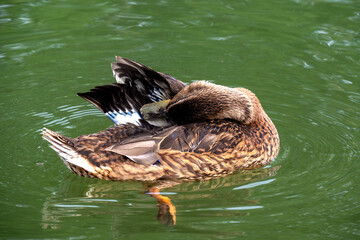 A bird in the city park.