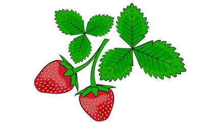 Strawberries with leaves  isolated on White background