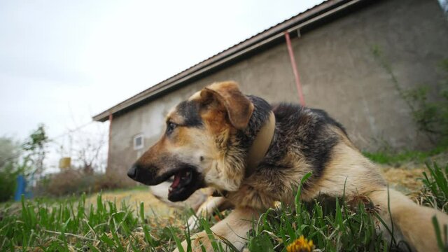 Wide filmed a country scene with a domestic dog lied on a near camera rapidly look out around. A watchdog in a village on private house background.