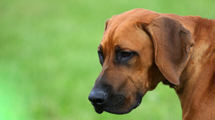 Rhodesian Ridgeback dog