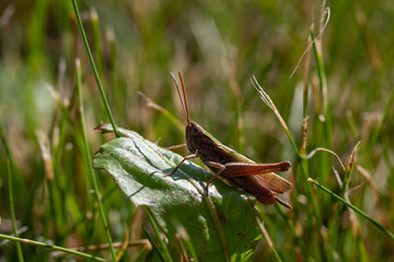 Locust Chorthippus dorsatus