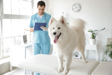Cute Samoyed dog in vet clinic