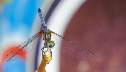 dragonfly close up