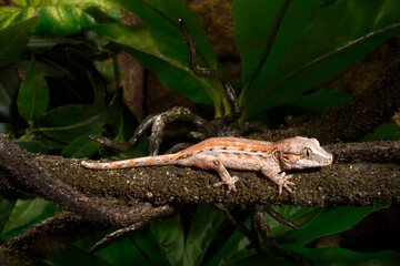 Neukaledonischer Flechtengecko // Mossy New Caledonian gecko (Mniarogekko chahoua)