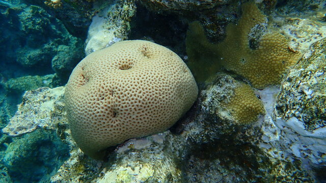 Lesser star coral or Brain coral (Goniastrea edwardsi) undersea, Red Sea, Egypt, Sharm El Sheikh, Nabq Bay
