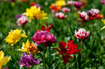 Obraz na płótnie Canvas red and yellow tulips