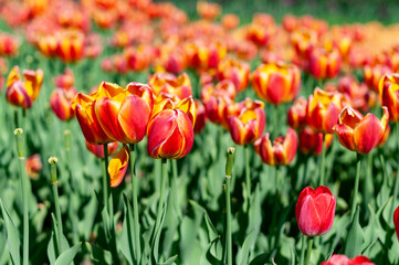 field of tulips