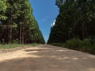 Fototapeta premium Estrada de terra