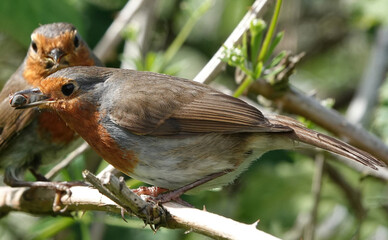 Closeup of robins with captured insect prey in its beak