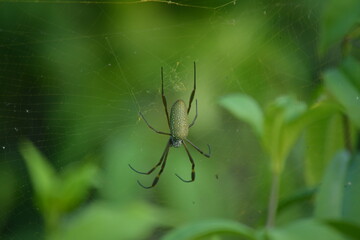 spider on a web