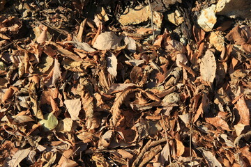 たくさん積もっている、複数種の木の落葉