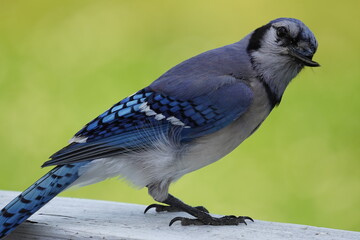 blue jay broken beak