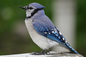 blue jay broken beak