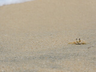 Little crab