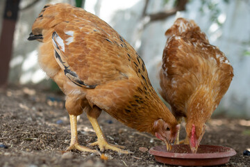 livestock chickens feeding at the farm yard