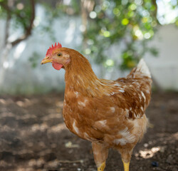 livestock chickens feeding at the farm yard