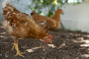 livestock chickens feeding at the farm yard