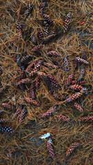 close up of colorful 
cones