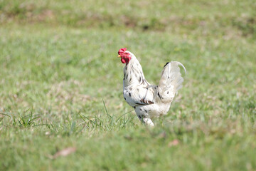 Chickens eating bush of various types and sizes on the grass in the field.
