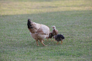 Chickens eating bush of various types and sizes on the grass in the field.
