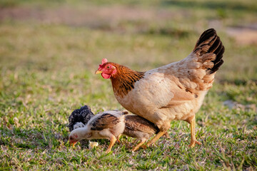 Chickens eating bush of various types and sizes on the grass in the field.
