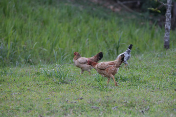 Chickens eating bush of various types and sizes on the grass in the field.

