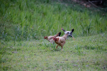Fototapeta premium Chickens eating bush of various types and sizes on the grass in the field. 
