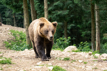 Fototapeta na wymiar Brown wild bear portrait in green summer forest. Animal photography
