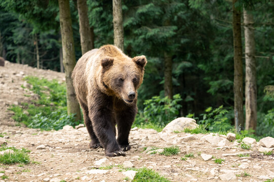 Brown wild bear portrait in green summer forest. Animal photography