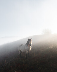 Horse in foggy meadow in mountains valley. Landscape photography © Ivan Kmit