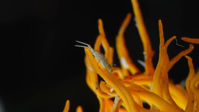 A crawling springtail bug on the Cordyceps militaris fungus in the forest in Estonia