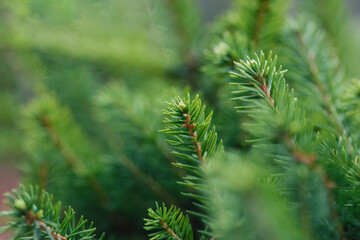 Abstract blurred background of coniferous branches close-up.