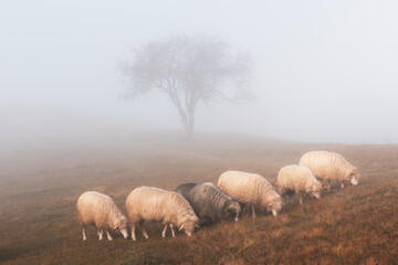 Herd of sheeps in foggy autumn mountains. Carpathians, Ukraine, Europe. Landscape photography