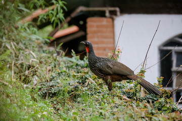 Jacu Penelope is a genus of craciform birds, which contains fifteen species.
