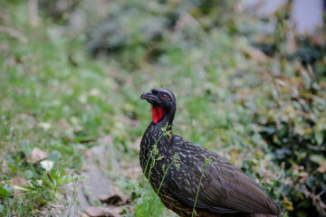 Jacu Penelope is a genus of craciform birds, which contains fifteen species.
