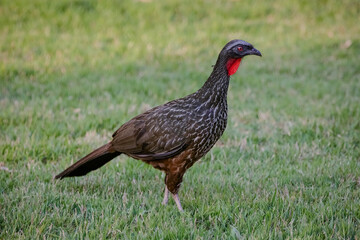 Fototapeta premium Jacu Penelope is a genus of craciform birds, which contains fifteen species. 