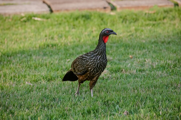 Jacu Penelope is a genus of craciform birds, which contains fifteen species.
