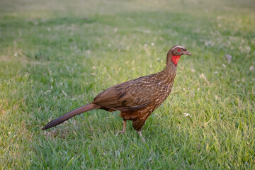 Jacu Penelope is a genus of craciform birds, which contains fifteen species.
