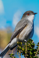 Fire-eyed Diucon perched in the top of a tree