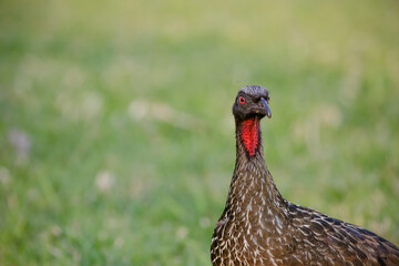 Jacu Penelope is a genus of craciform birds, which contains fifteen species.
