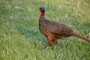 Jacu Penelope is a genus of craciform birds, which contains fifteen species.
