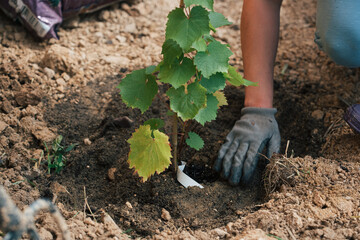 Planting a grape seedling in a hole at a summer cottage