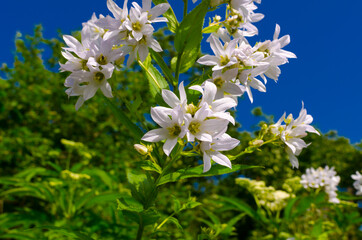 Beautiful cute flowers in the mountains in summer in the meadows
