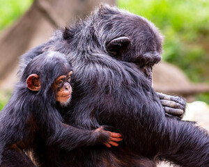 Obraz premium Portrait of a cute baby chimpanzee and her mother showing affection for each other
