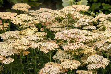 Unusual peach coloured Achillea millefolium Lachsschönheit in summer © Tom Cardrick
