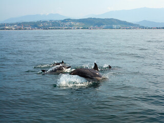 Fototapeta premium Dolphins in blue water